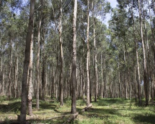 Plantación de eucaliptos en Australia. Foto de Ian Frakes