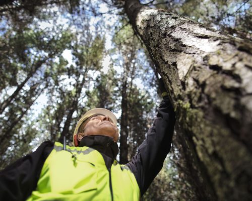 generica cuidado bosques